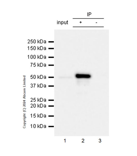 Immunoprecipitation - Anti-GSDMD antibody [EPR23078-13R] (AB323316), expandable thumbnail