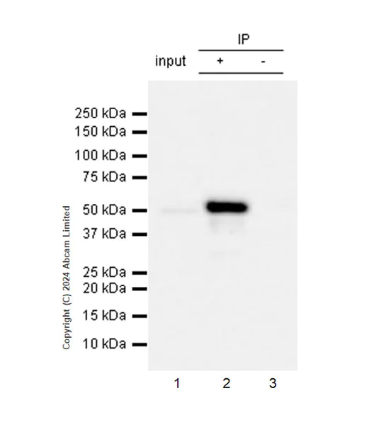 Immunoprecipitation - Anti-GSDMD antibody [EPR23078-13R] (AB323316)