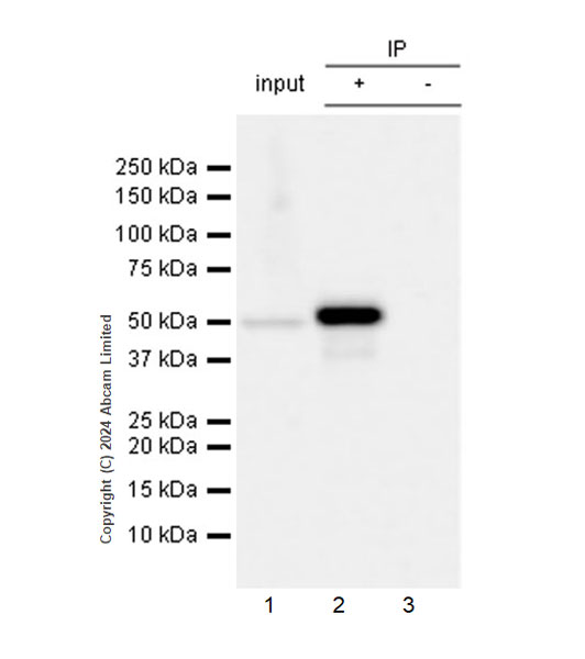 Immunoprecipitation - Anti-GSDMD antibody [EPR23078-13R] (AB323316), expandable thumbnail