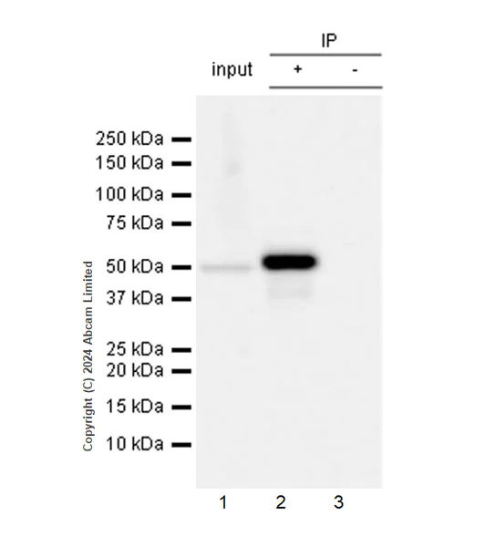 Immunoprecipitation - Anti-GSDMD antibody [EPR23078-13R] (AB323316)