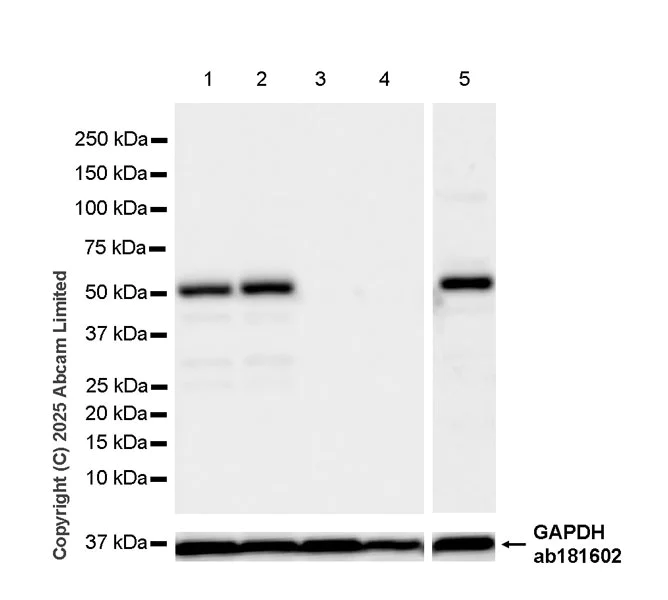Western blot - Anti-GSDMD antibody [EPR30356-588] (AB324385)