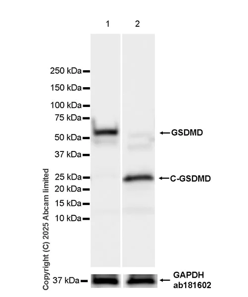 Western blot - Anti-GSDMD antibody [EPR30356-588] (AB324385)