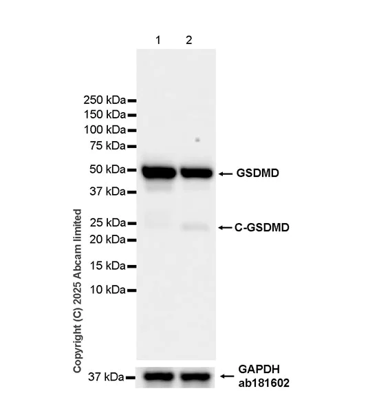 Western blot - Anti-GSDMD antibody [EPR30356-588] (AB324385)