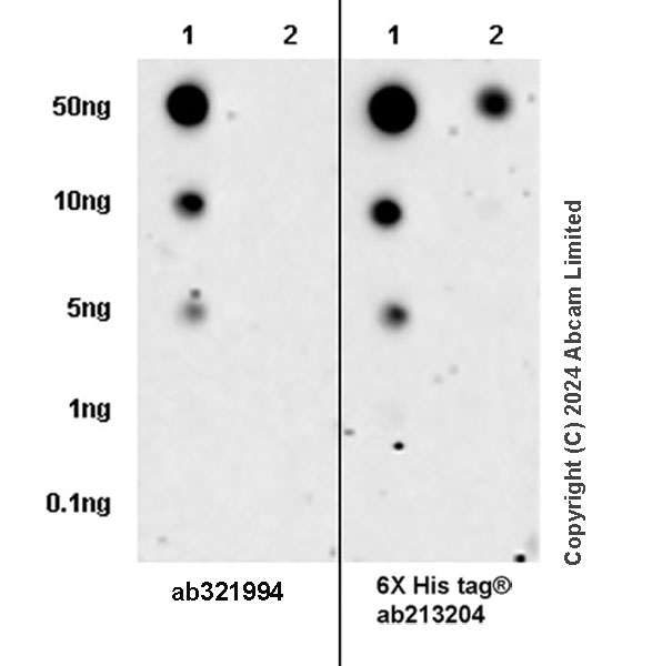 Dot Blot - Anti-GSH2 antibody [EPR29122-65] - BSA and Azide free (AB321995), expandable thumbnail