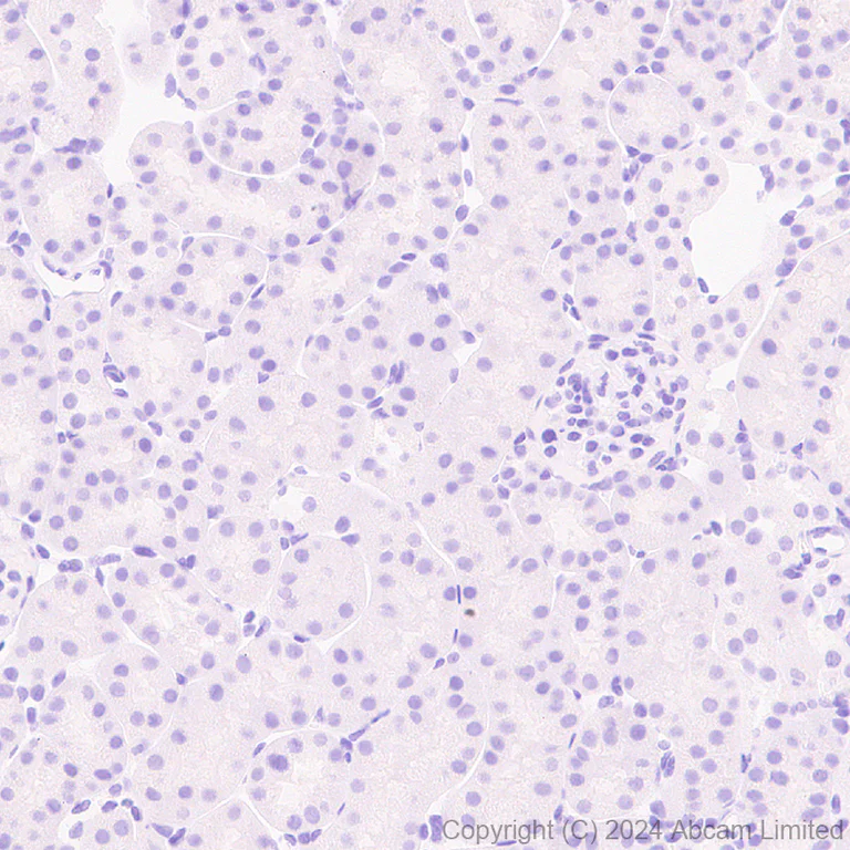 Immunohistochemistry (Formalin/PFA-fixed paraffin-embedded sections) - Anti-GSH2 antibody [EPR29122-65] - BSA and Azide free (AB321995)