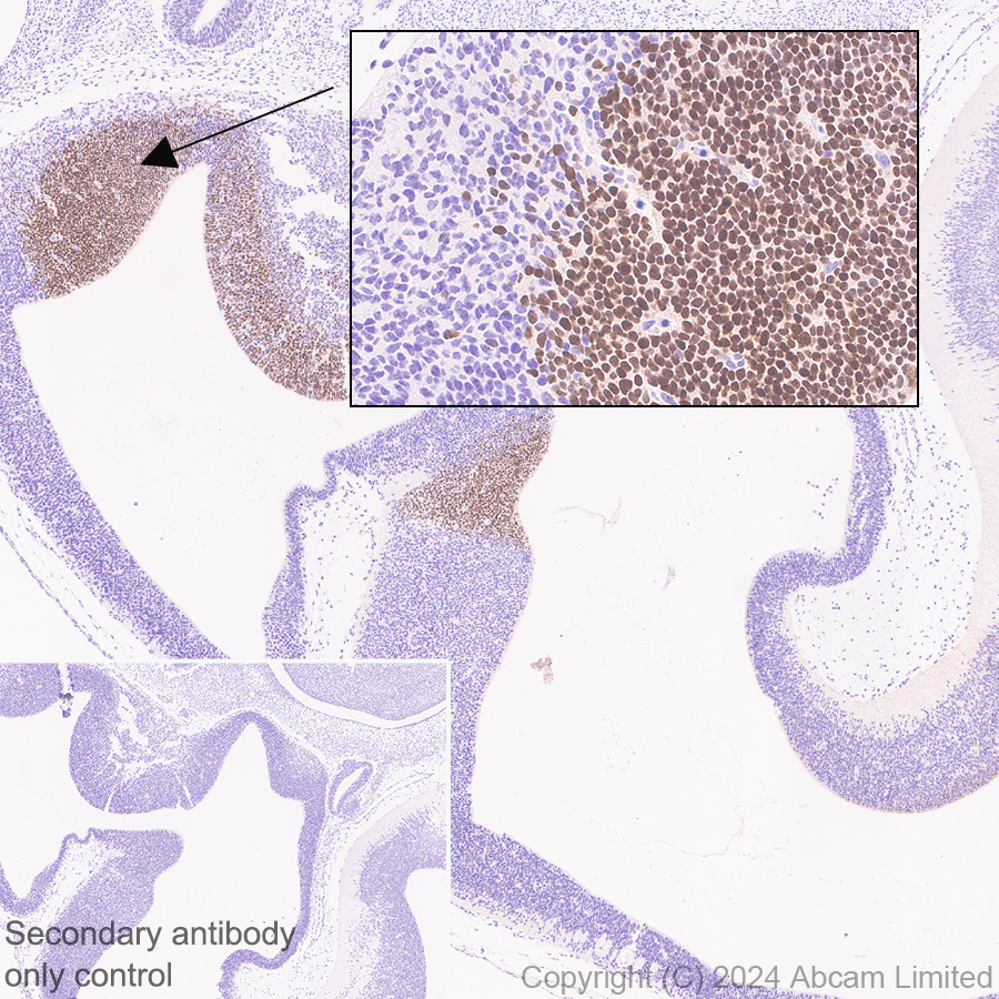 Immunohistochemistry (Formalin/PFA-fixed paraffin-embedded sections) - Anti-GSH2 antibody [EPR29122-65] - BSA and Azide free (AB321995), expandable thumbnail
