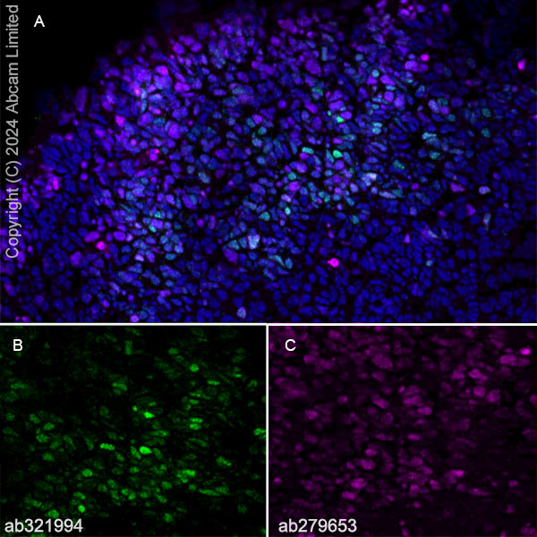 Immunohistochemistry (Frozen sections) - Anti-GSH2 antibody [EPR29122-65] - BSA and Azide free (ab321995), expandable thumbnail