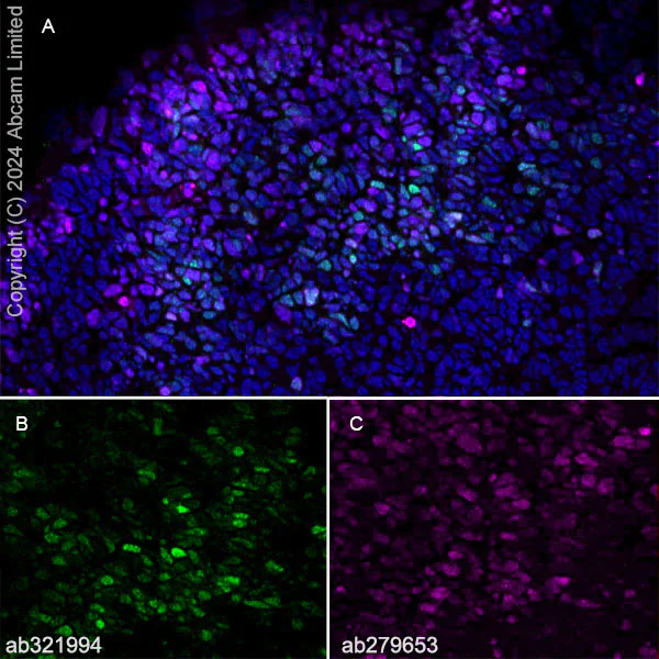 Immunohistochemistry (Frozen sections) - Anti-GSH2 antibody [EPR29122-65] - BSA and Azide free (AB321995)