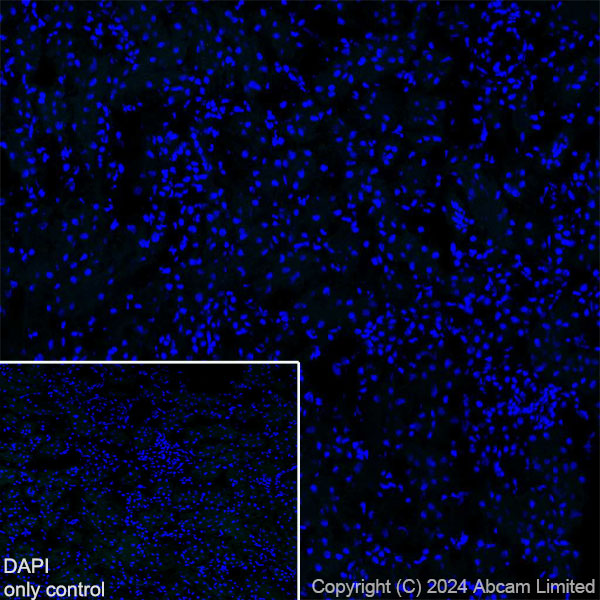 Immunohistochemistry (Frozen sections) - Anti-GSH2 antibody [EPR29122-65] - BSA and Azide free (ab321995), expandable thumbnail