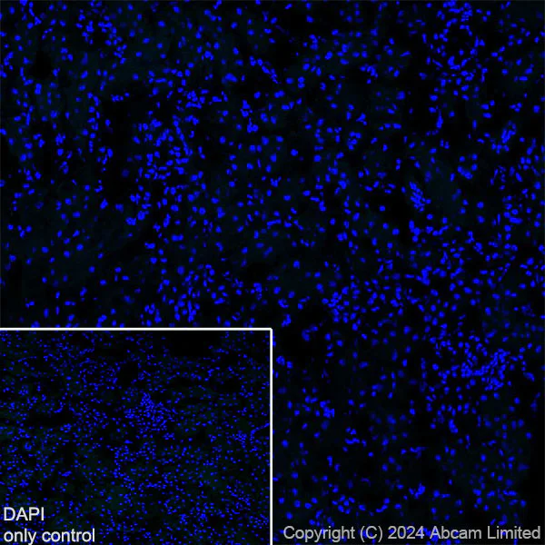 Immunohistochemistry (Frozen sections) - Anti-GSH2 antibody [EPR29122-65] - BSA and Azide free (AB321995)