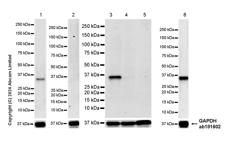 Western blot - Anti-GSH2 antibody [EPR29122-65] - BSA and Azide free (AB321995)