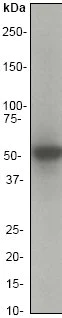 Western blot - Anti-GSK3 alpha antibody [EP793Y] (AB40870)