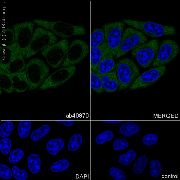 Immunocytochemistry/ Immunofluorescence - Anti-GSK3 alpha antibody [EP793Y] - BSA and Azide free (AB236006)