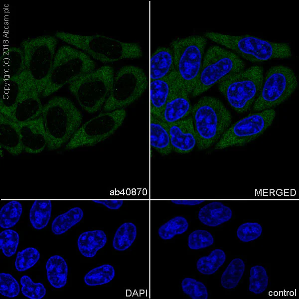 Immunocytochemistry/ Immunofluorescence - Anti-GSK3 alpha antibody [EP793Y] - BSA and Azide free (AB236006)