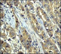 Immunohistochemistry (Formalin/PFA-fixed paraffin-embedded sections) - Anti-GSK3 alpha antibody [EP793Y] - BSA and Azide free (AB236006)