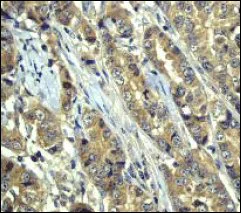 Immunohistochemistry (Formalin/PFA-fixed paraffin-embedded sections) - Anti-GSK3 alpha antibody [EP793Y] - BSA and Azide free (AB236006)