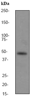 Western blot - Anti-GSK3 (alpha + beta) antibody [EP933Y] - BSA and Azide free (AB247356)