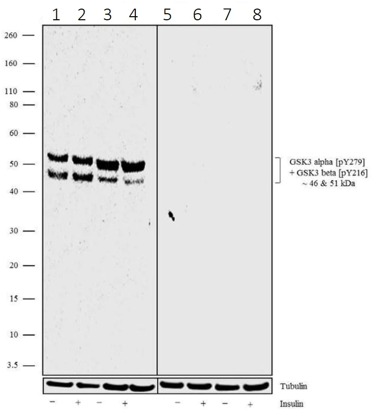 Western blot - Anti-GSK3 (alpha + beta) (phospho Y216 + Y279) antibody [19HCLC] (AB277777)