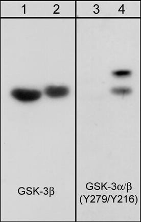 Western blot - Anti-GSK3 (alpha + beta) (phospho Y216 + Y279) antibody [M132] (AB45383)