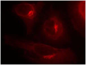 Immunocytochemistry/ Immunofluorescence - Anti-GSK3 alpha (phospho S21) antibody (AB131112)