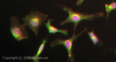 Immunocytochemistry/ Immunofluorescence - Anti-GSK3 alpha (phospho S21) antibody (AB28808)