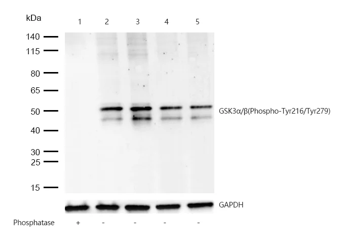 Western blot - Anti-GSK3 alpha (phospho Y216) + GSK3 beta (phospho Y279) antibody [SR1908] (AB326657)
