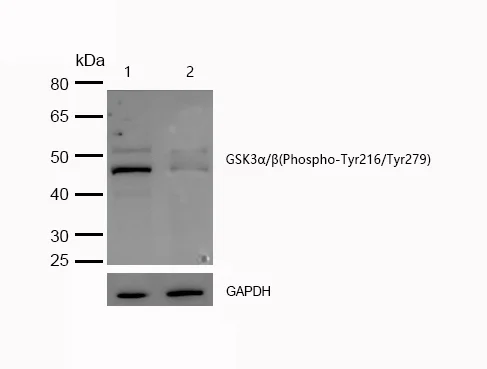 Western blot - Anti-GSK3 alpha (phospho Y216) + GSK3 beta (phospho Y279) antibody [SR1908] (AB326657)