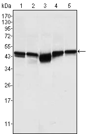 Western blot - Anti-GSK3 beta antibody [3D10] (AB93926)