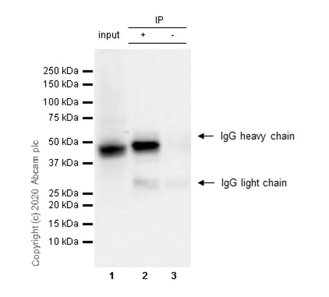 Immunoprecipitation - Anti-GSK3 beta antibody [7/GSK-3b] (AB280376)