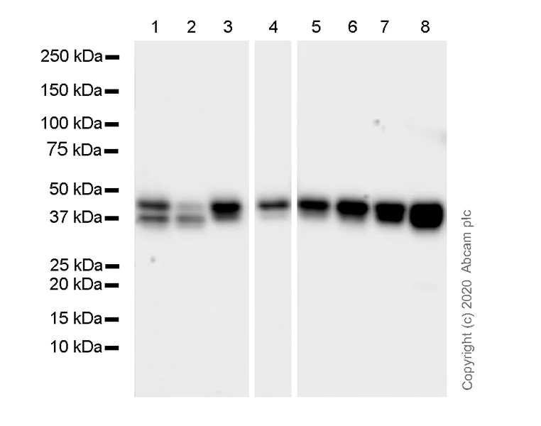 Western blot - Anti-GSK3 beta antibody [7/GSK-3b] (AB280376)