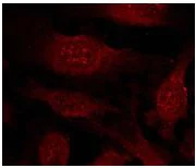 Immunocytochemistry/ Immunofluorescence - Anti-GSK3 beta antibody (AB131356)