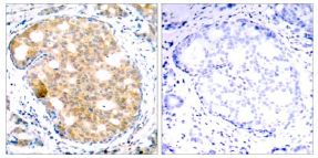 Immunohistochemistry (Formalin/PFA-fixed paraffin-embedded sections) - Anti-GSK3 beta antibody (AB131356), expandable thumbnail