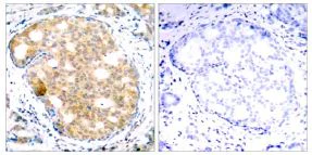 Immunohistochemistry (Formalin/PFA-fixed paraffin-embedded sections) - Anti-GSK3 beta antibody (AB131356)
