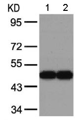 Western blot - Anti-GSK3 beta antibody (AB131356), expandable thumbnail