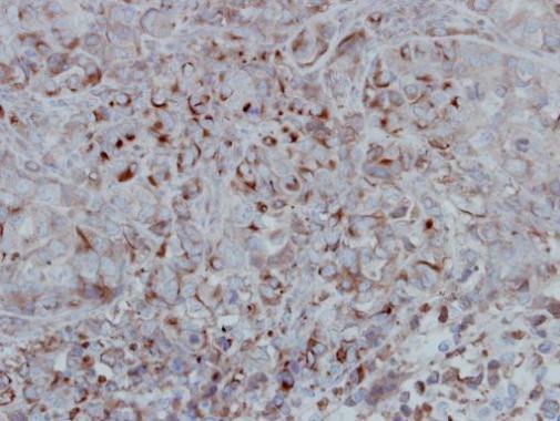 Immunohistochemistry (Formalin/PFA-fixed paraffin-embedded sections) - Anti-GSK3 beta antibody (AB227208)