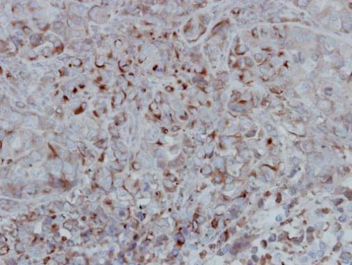 Immunohistochemistry (Formalin/PFA-fixed paraffin-embedded sections) - Anti-GSK3 beta antibody (AB227208)