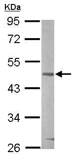 Western blot - Anti-GSK3 beta antibody (AB227208)