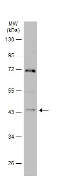 Western blot - Anti-GSK3 beta antibody (AB227208)