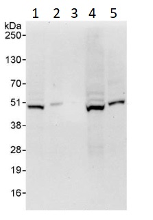 Western blot - Anti-GSK3 beta antibody (AB264268)