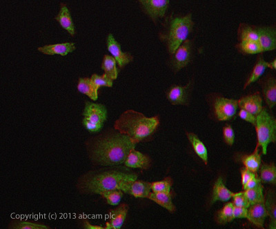 Immunocytochemistry/ Immunofluorescence - Anti-GSK3 beta antibody [Y174] (ab32391), expandable thumbnail