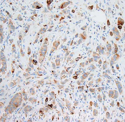 Immunohistochemistry (Formalin/PFA-fixed paraffin-embedded sections) - Anti-GSK3 beta antibody [Y174] (AB32391)