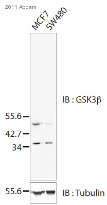 Western blot - Anti-GSK3 beta antibody [Y174] (ab32391), expandable thumbnail