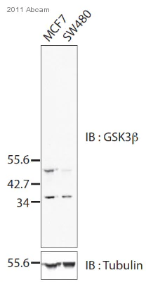 Western blot - Anti-GSK3 beta antibody [Y174] (AB32391)