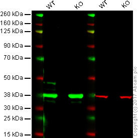 Western blot - Anti-GSK3 beta antibody [Y174] (AB32391), expandable thumbnail