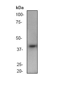 Western blot - Anti-GSK3 beta antibody [Y174] (AB32391), expandable thumbnail