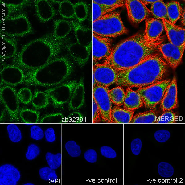 Immunocytochemistry/ Immunofluorescence - Anti-GSK3 beta antibody [Y174] - BSA and Azide free (AB183177)