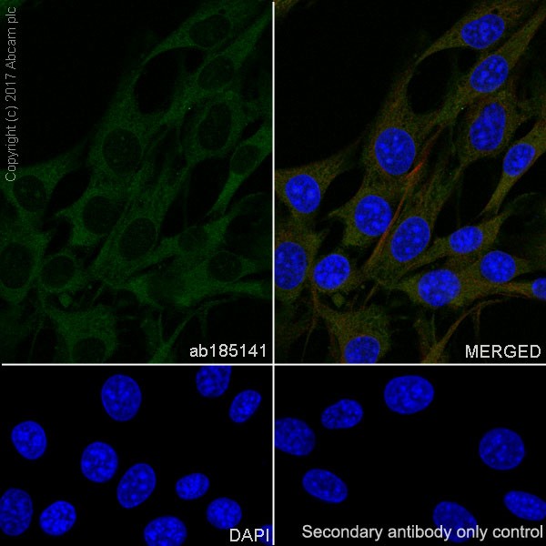 Immunocytochemistry/ Immunofluorescence - Anti-GSK3 beta + GSK3 alpha antibody [EPR18814-102] (AB185141)