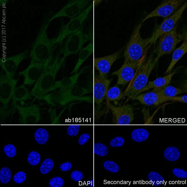 Immunocytochemistry/ Immunofluorescence - Anti-GSK3 beta + GSK3 alpha antibody [EPR18814-102] (AB185141)