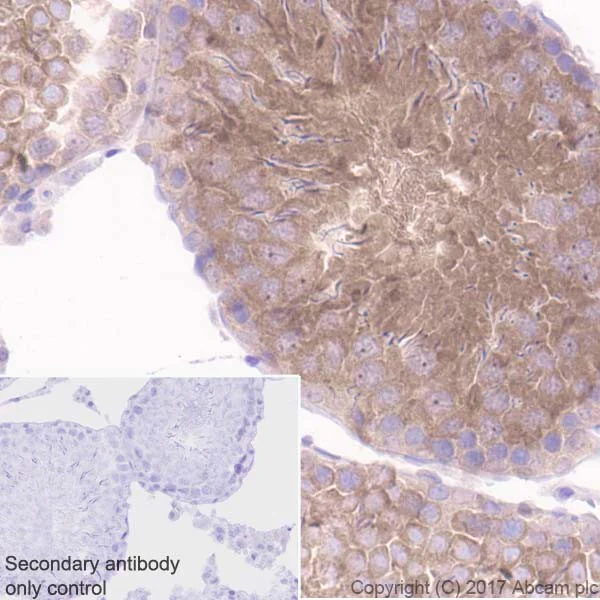Immunohistochemistry (Formalin/PFA-fixed paraffin-embedded sections) - Anti-GSK3 beta + GSK3 alpha antibody [EPR18814-102] (AB185141)