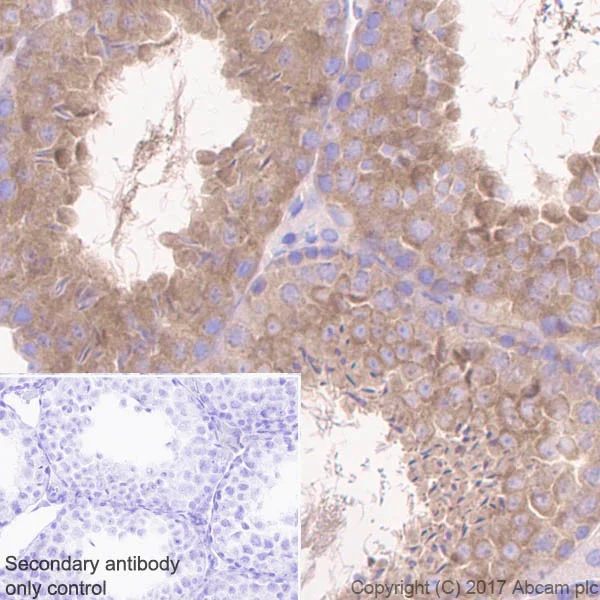Immunohistochemistry (Formalin/PFA-fixed paraffin-embedded sections) - Anti-GSK3 beta + GSK3 alpha antibody [EPR18814-102] (AB185141)